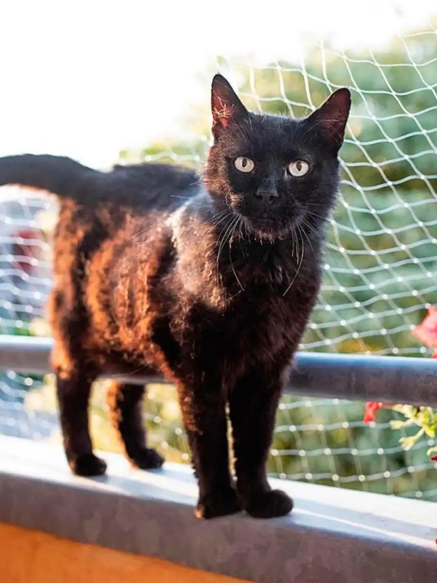 mallas de seguridad para gatos
